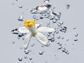 norohy eau florales