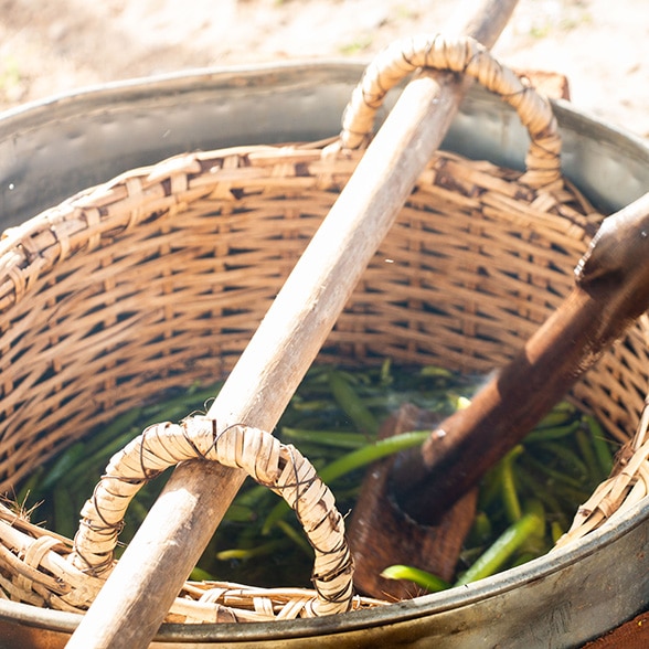 Echaudage des gousses vertes de vanille bio de Madagascar