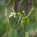 Fleur de vanille bio de Madagascar