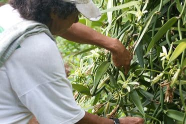 Récolte des gousses de vanille de Tahiti