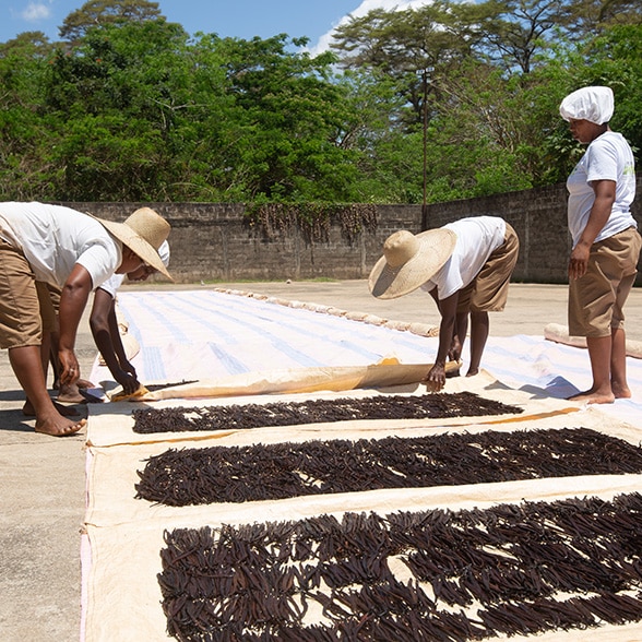 Séchage en extérieur des gousses de vanille biologique de Madagascar