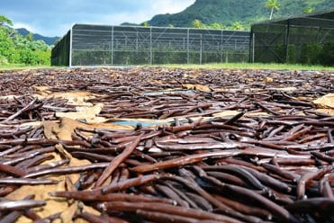 Séchage en extérieur des gousses de vanille de Tahiti