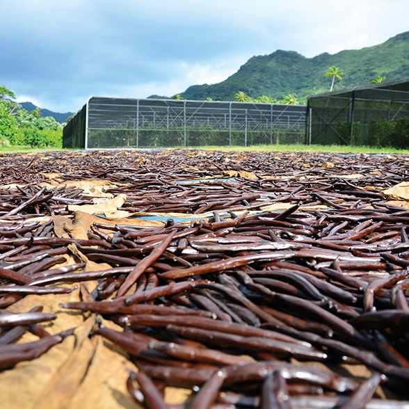 Séchage en extérieur des gousses de vanille de Tahiti
