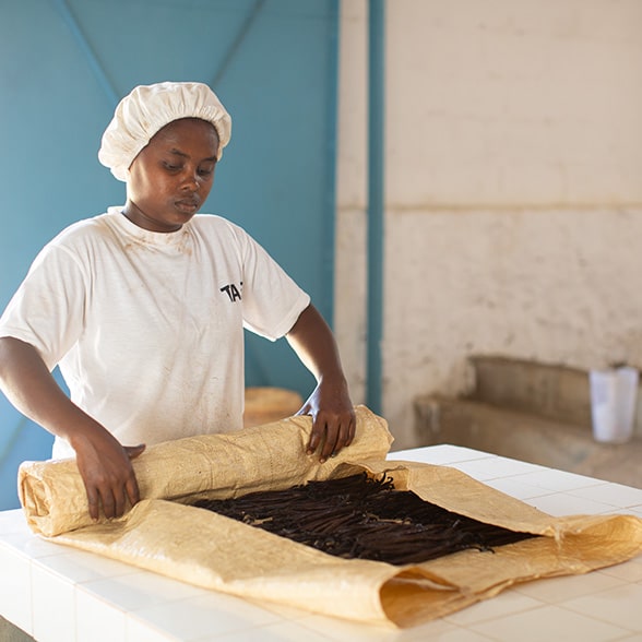 Séchage en intérieur des gousses de vanille biologique de Madagascar