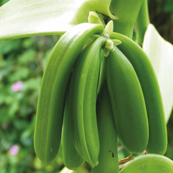 gousse vanille pompona