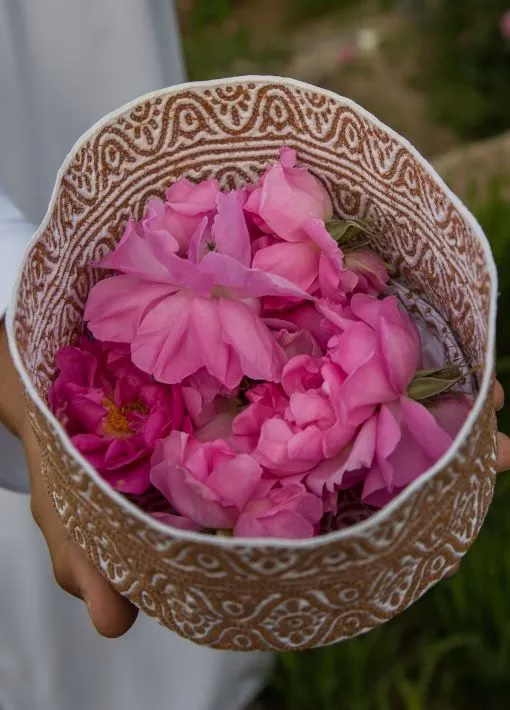 Culture de la rose de Damas en Bulgarie