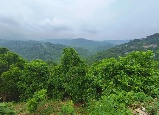 chasseurs de saveurs