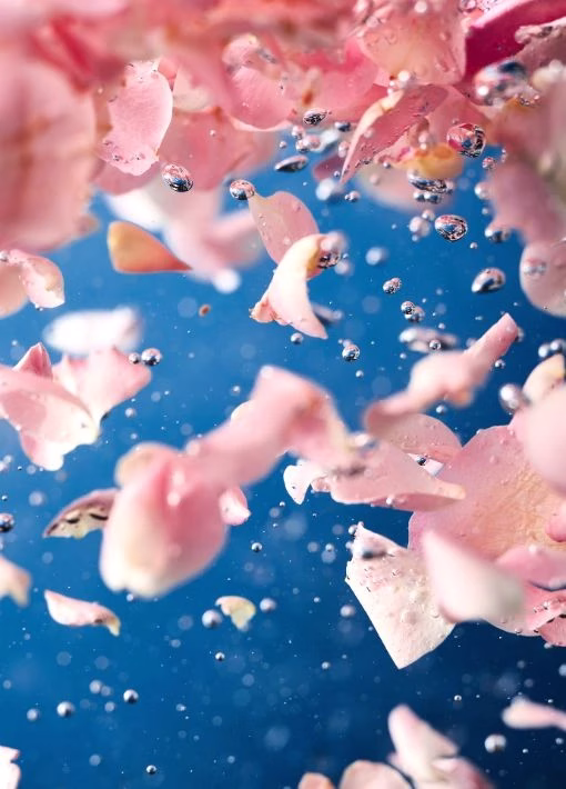 culture de la rose de damas en bulgarie